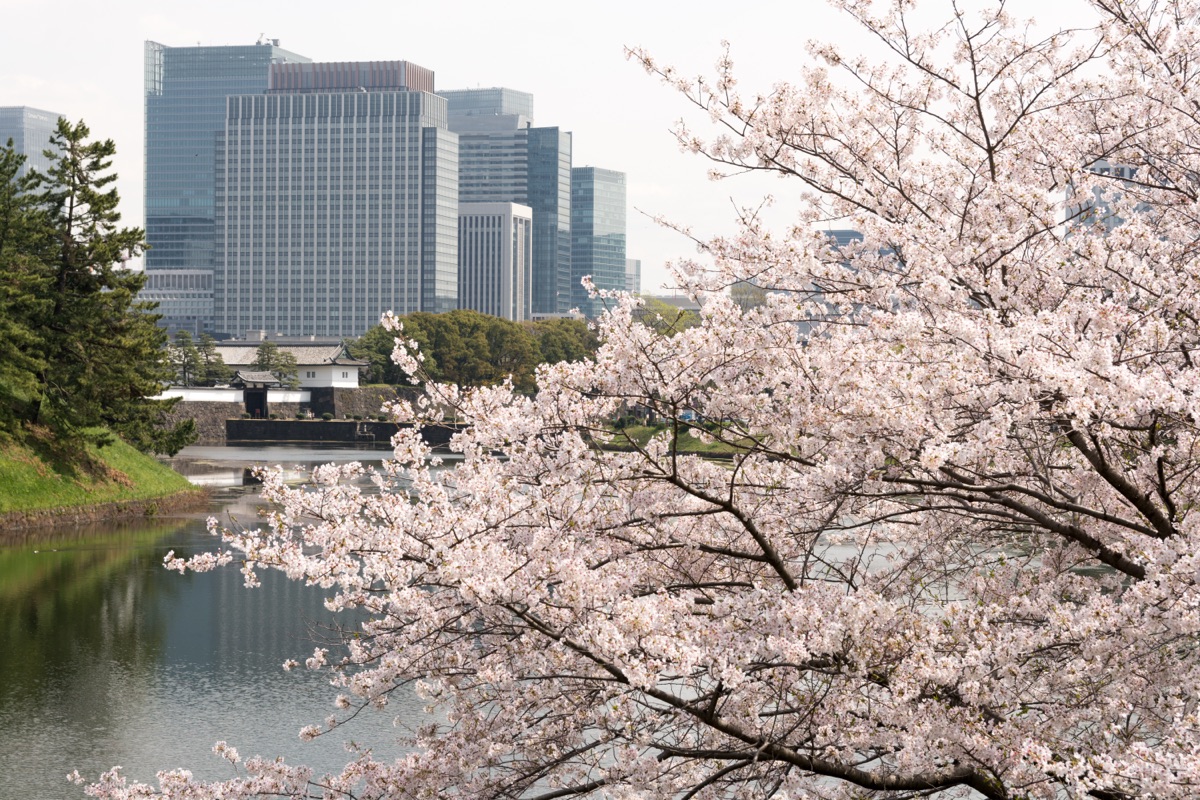 桜田門と桜