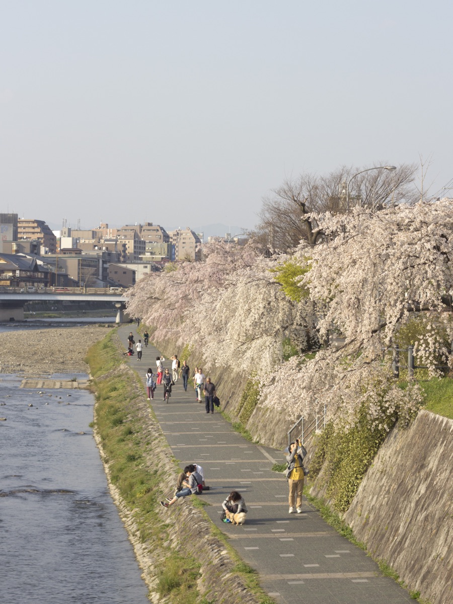 鴨川の桜並木とランニングコース・春の風景