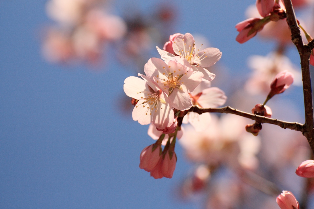 中島公園の桜並木とソメイヨシノ